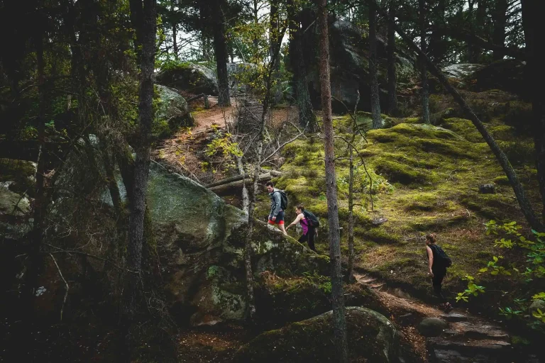 Top randonnées à Fontainebleau pour tous les niveaux